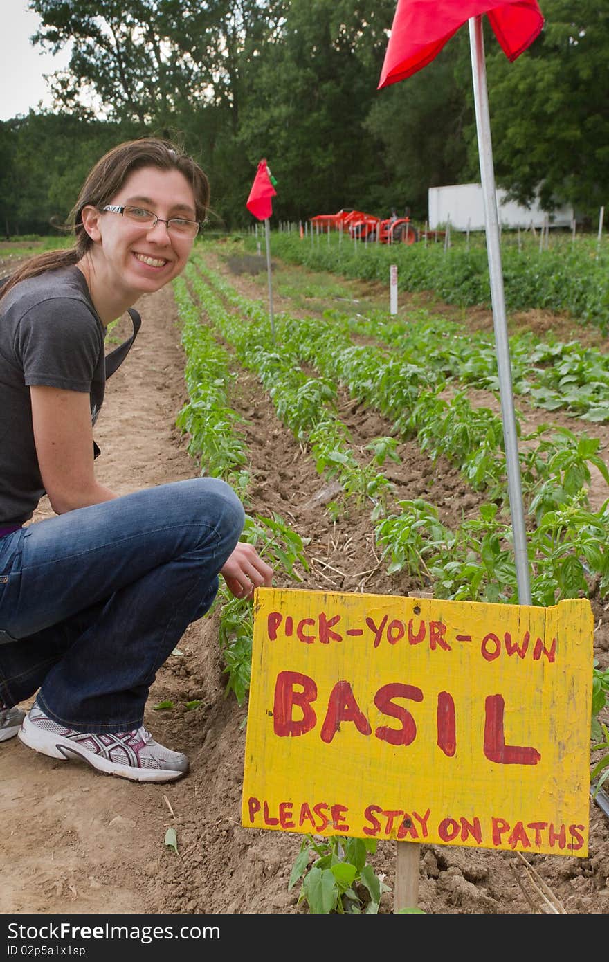 Young woman harvesting basil