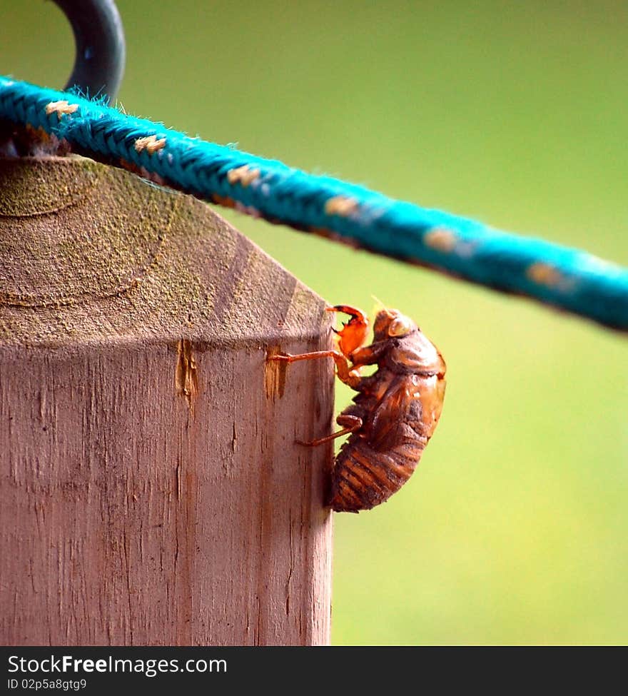 Shell of a cicada on a wood post.