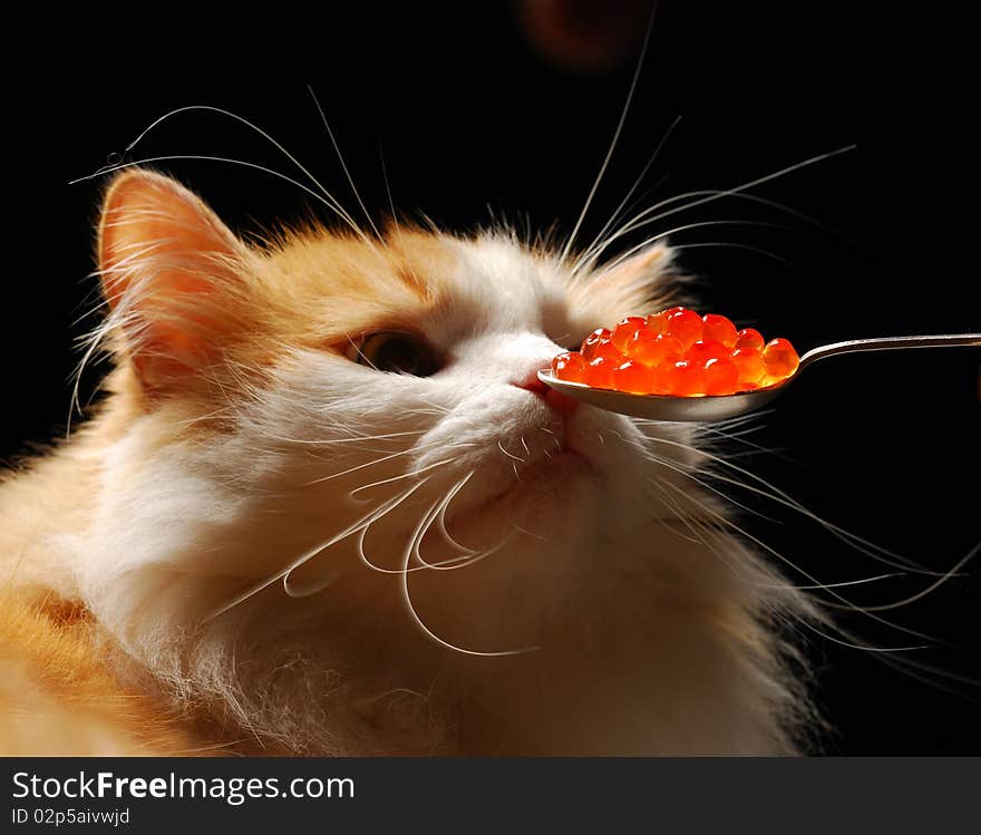 Ginger cat sniffs red caviar against black background. Ginger cat sniffs red caviar against black background