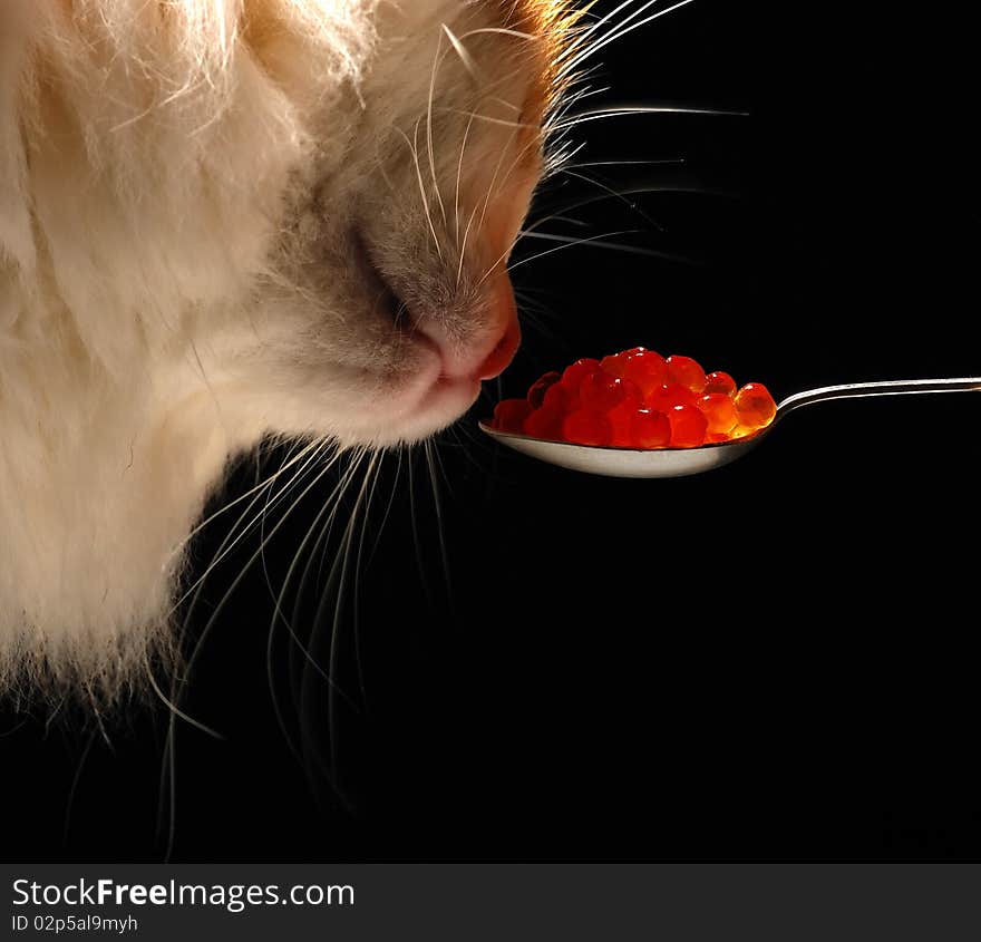 Cat sniffs red caviar against black background. Cat sniffs red caviar against black background