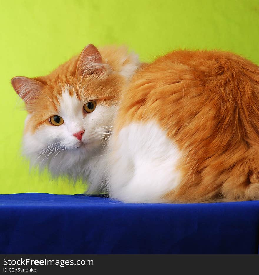 Ginger cat against green