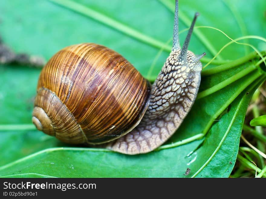 Snail is climbing up, image from nature series: snail on leaf