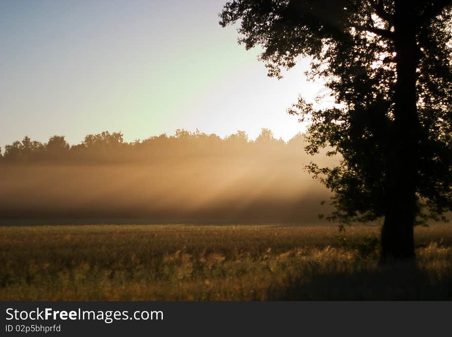 Spring landscape of young grey forest with bright blue sky. Spring landscape of young grey forest with bright blue sky