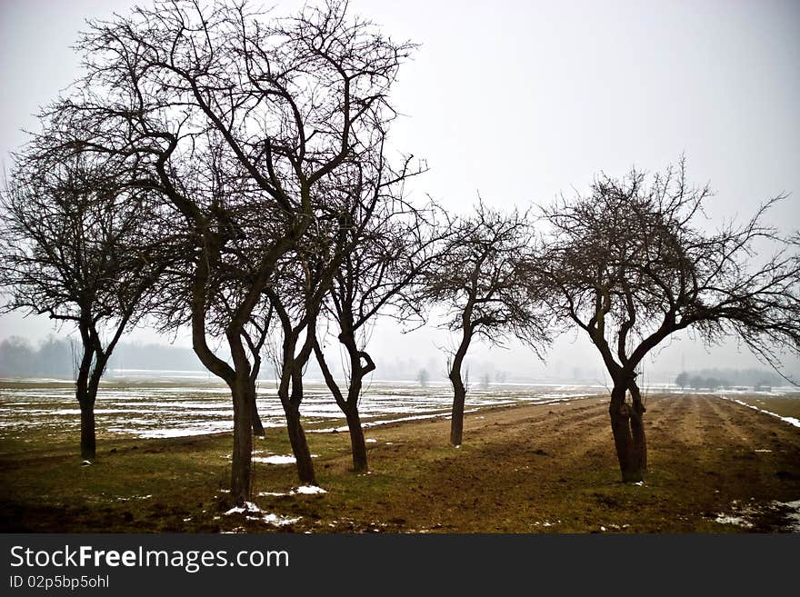 Winter landscape of young grey forest with bright blue sky. Winter landscape of young grey forest with bright blue sky