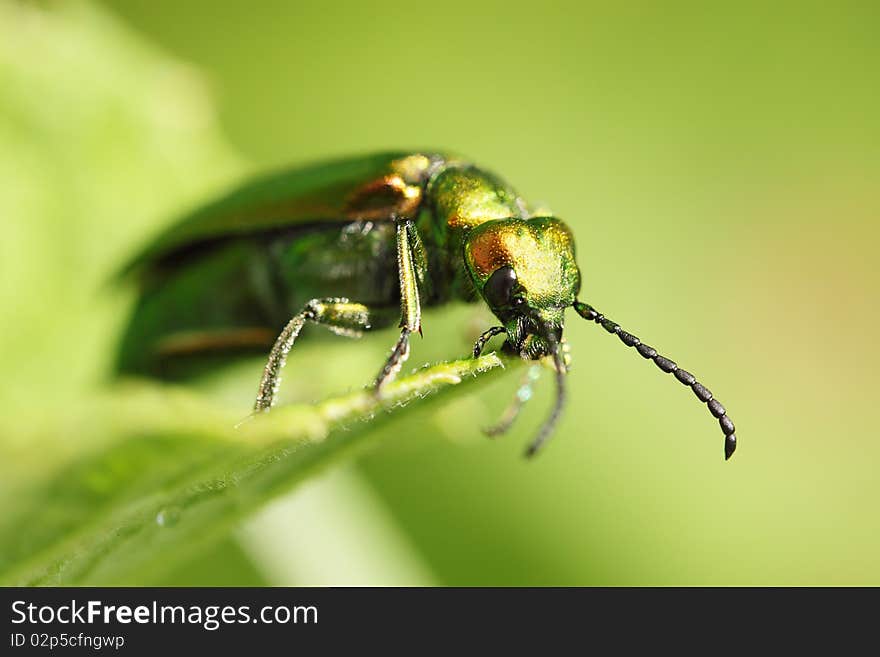 Cantharis lytta vesicatoria / insect by the closeup