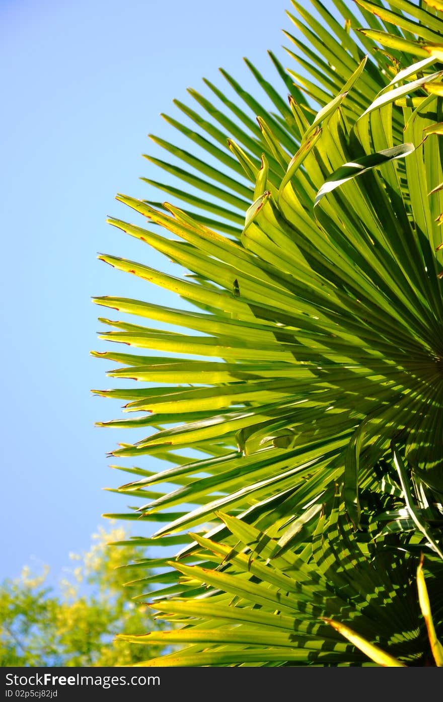 Palm leaves on the blue background. Palm leaves on the blue background