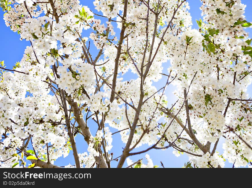 Blooming Cherry Blossom Branches Against Sky