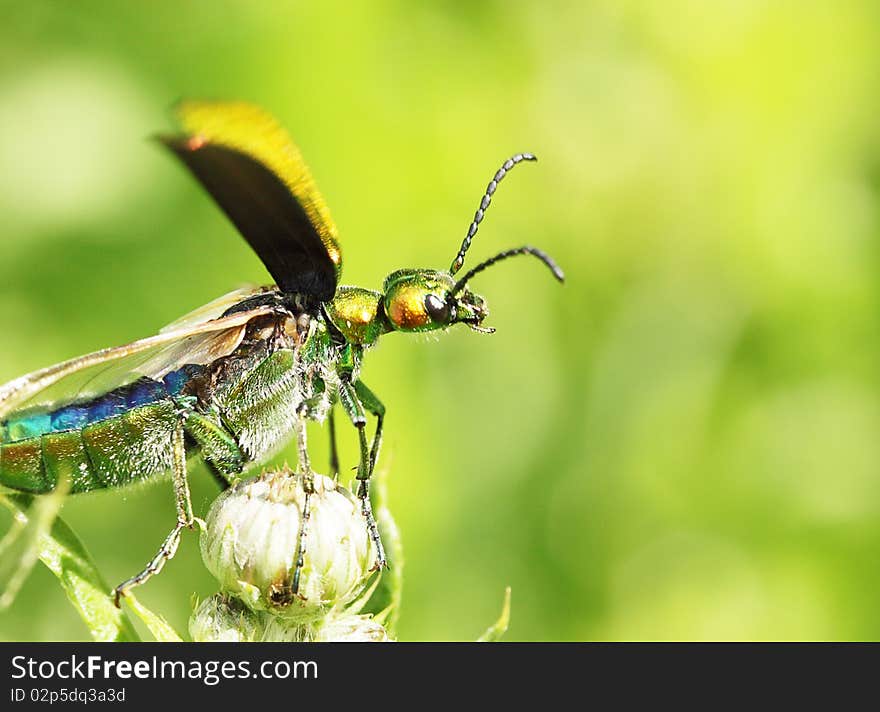 Cantharis lytta vesicatoria / insect by the closeup. Cantharis lytta vesicatoria / insect by the closeup