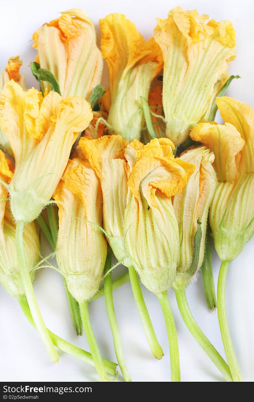 Orange Squash Blossoms Close Up