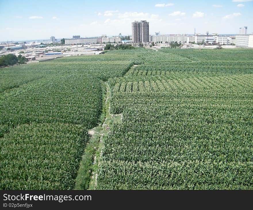 Farmland and high-rise buildings. Farmland and high-rise buildings