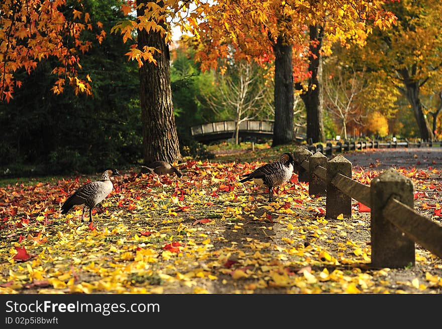 Walk of two ducks in a public park. Walk of two ducks in a public park