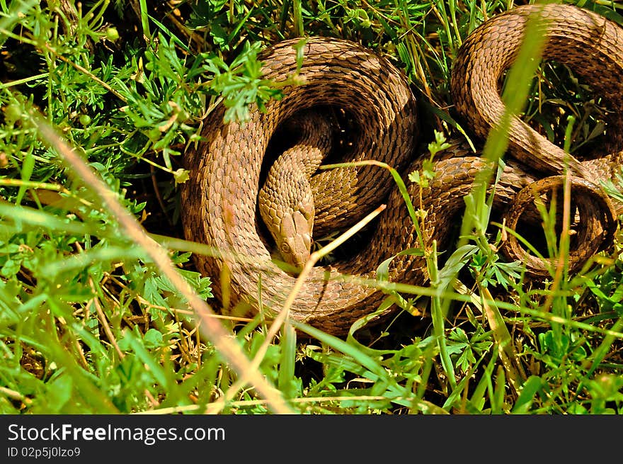 Snake in grass