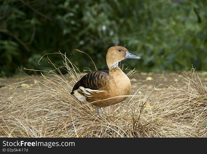 Lovely Whistling Duck