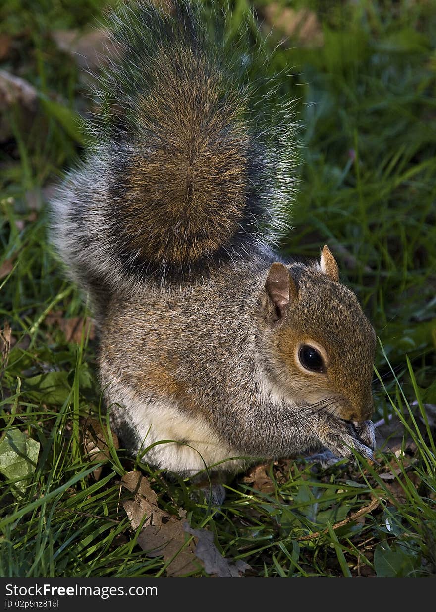 Happy Grey Squirrel