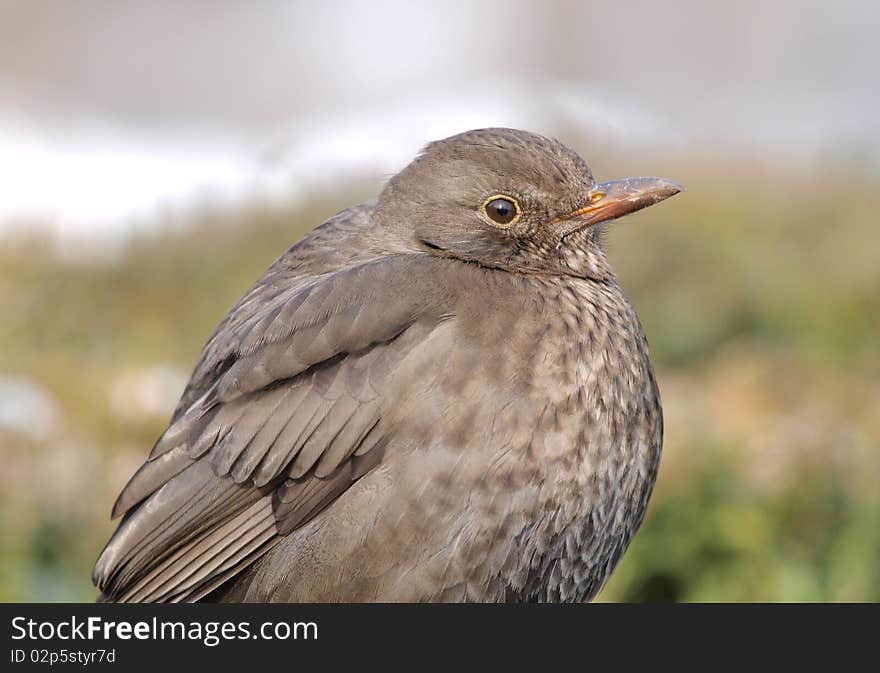 Female Blackbird (Turdus merula)