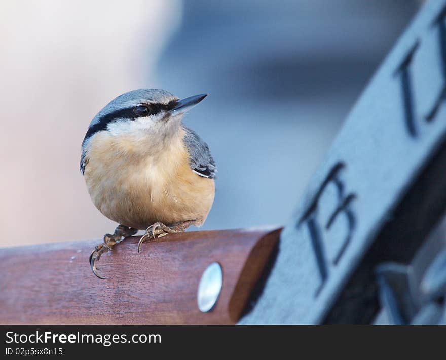 Eurasian Nuthatch (Sitta europaea)