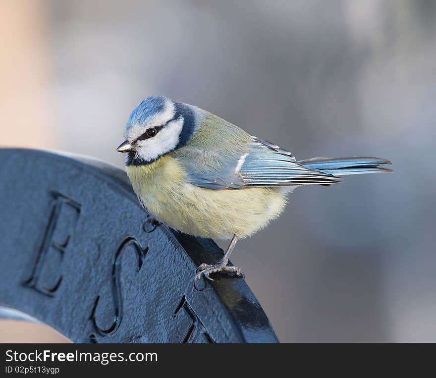 Blue Tit (Cyanistes caeruleus)