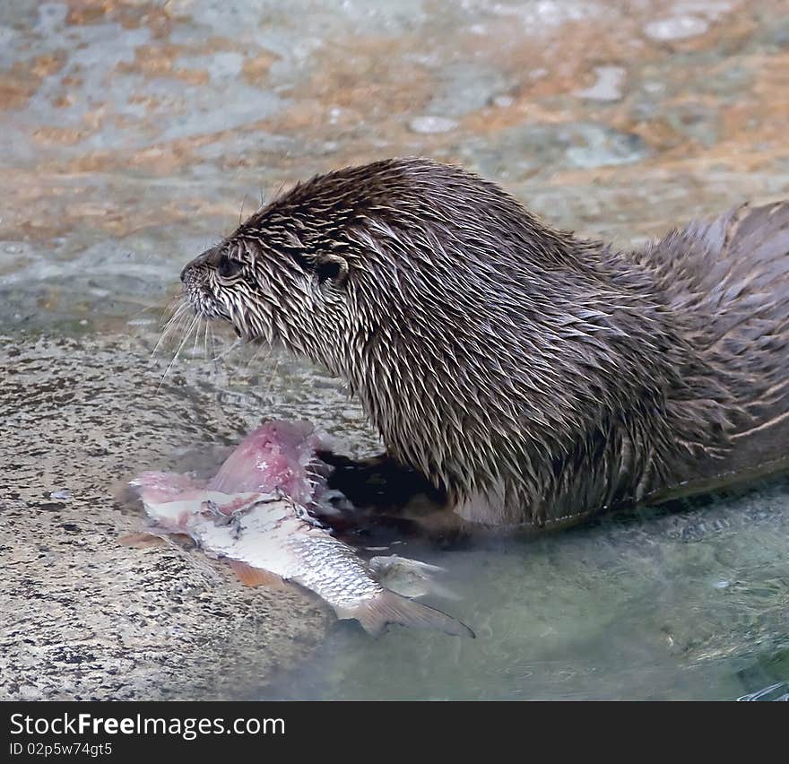 River otter eating fish. Latin name - Lutra lutra. River otter eating fish. Latin name - Lutra lutra