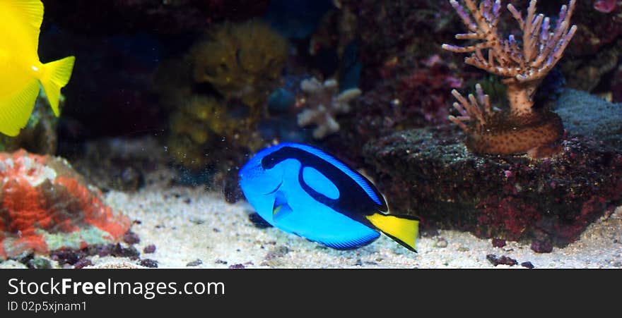 Blue tang in the marine tank