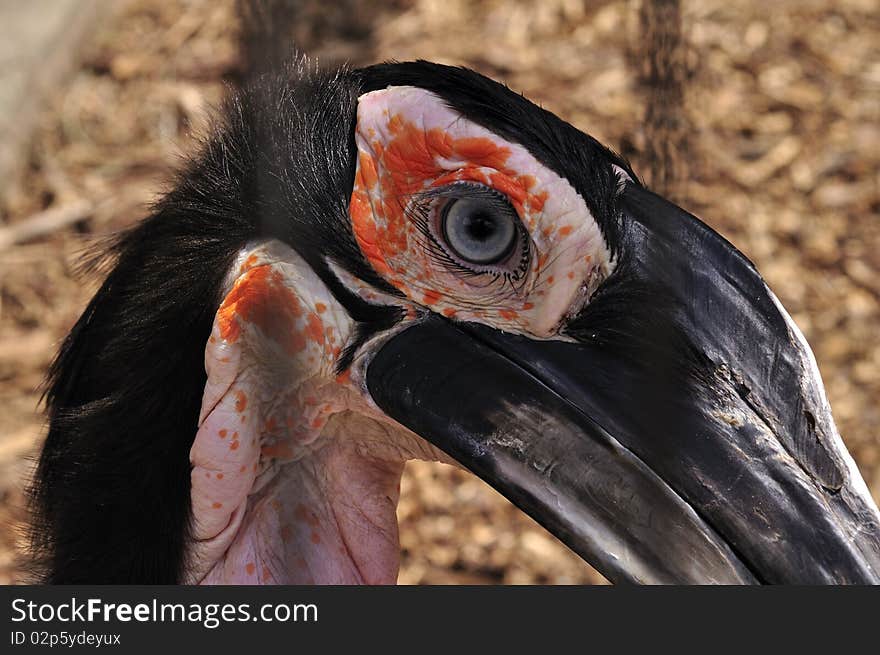 Eye & eyelashes can be seen in this shot of a Southern Ground Hornbill