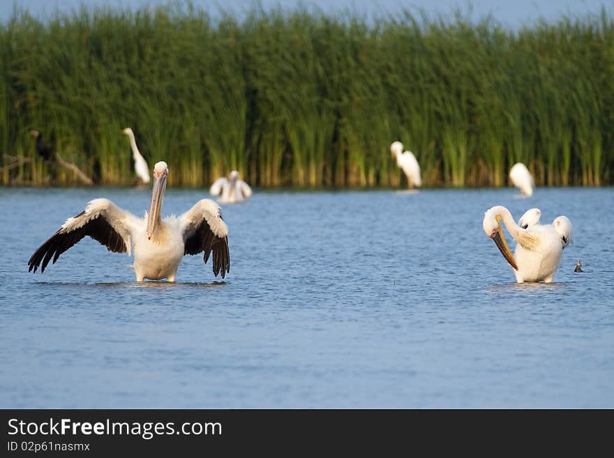 Great White Pelicans In Water