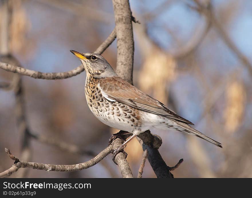 Fieldfare (Turdus pilaris)