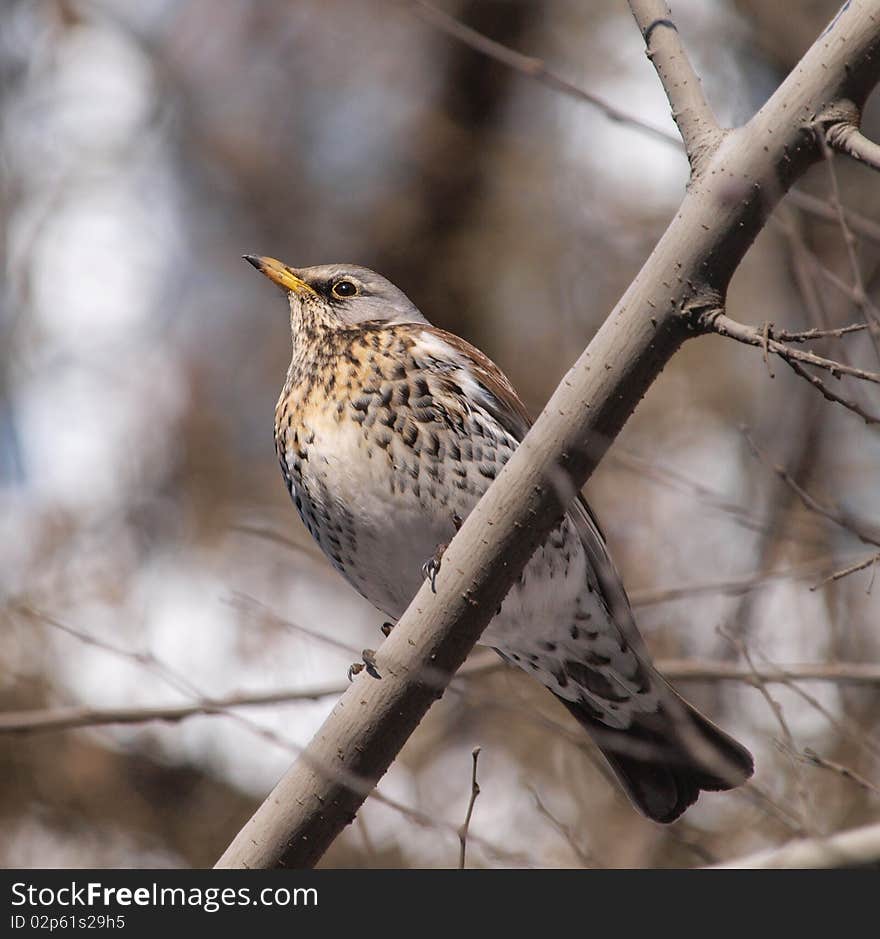 Fieldfare (Turdus pilaris)