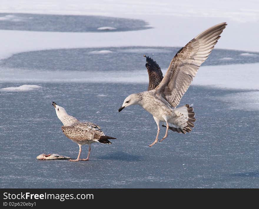 The left hand bird was calling (the fish is mine behaviour). The right hand bird was trying to steal the fish. Photo taken in February 2010, in Tineretului Park, Bucharest. The left hand bird was calling (the fish is mine behaviour). The right hand bird was trying to steal the fish. Photo taken in February 2010, in Tineretului Park, Bucharest.