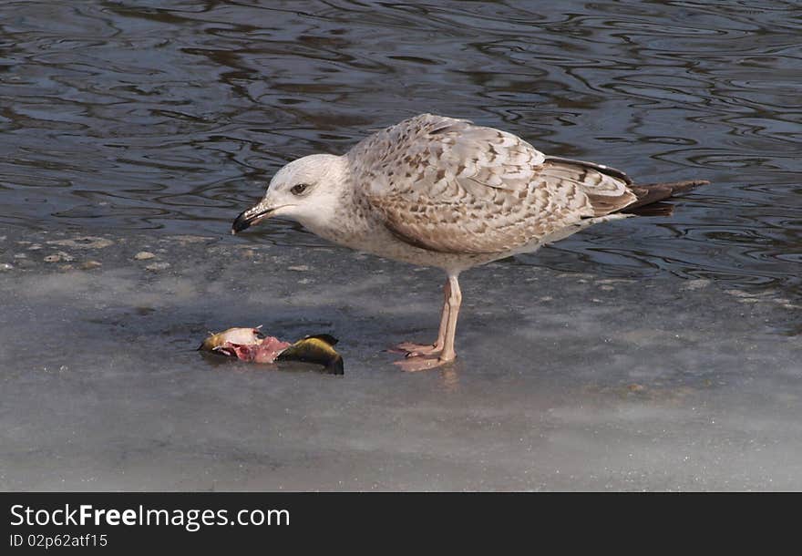 Immature Yellow-legged Gull (Larus michahellis)