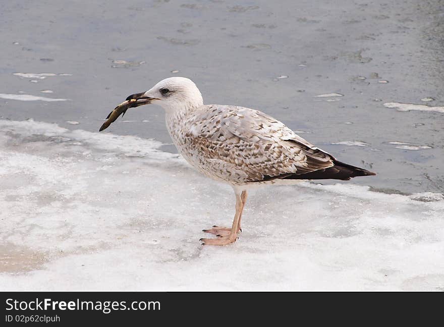 Immature Yellow-legged Gull (Larus michahellis)