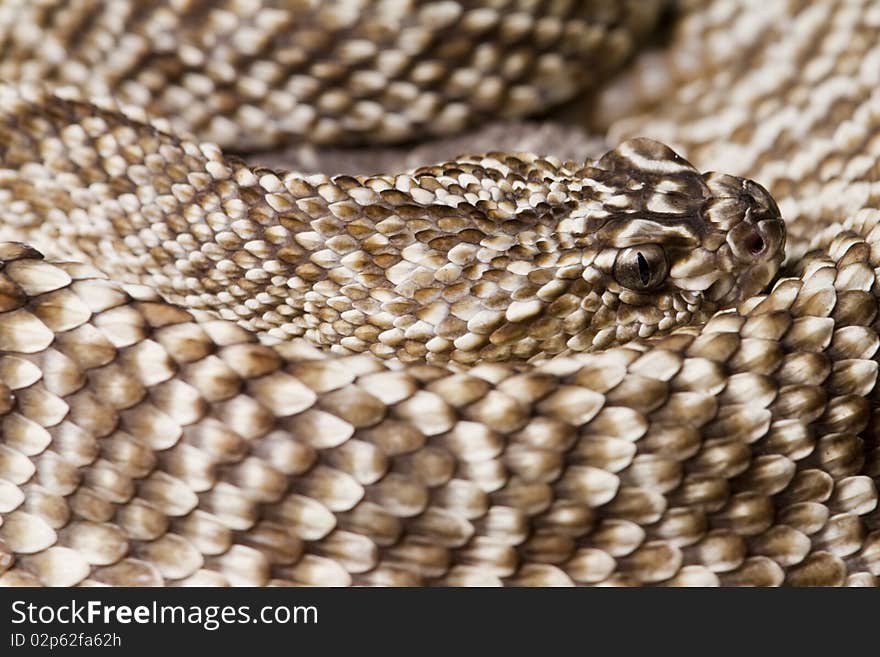 Uracoan Rattlesnake