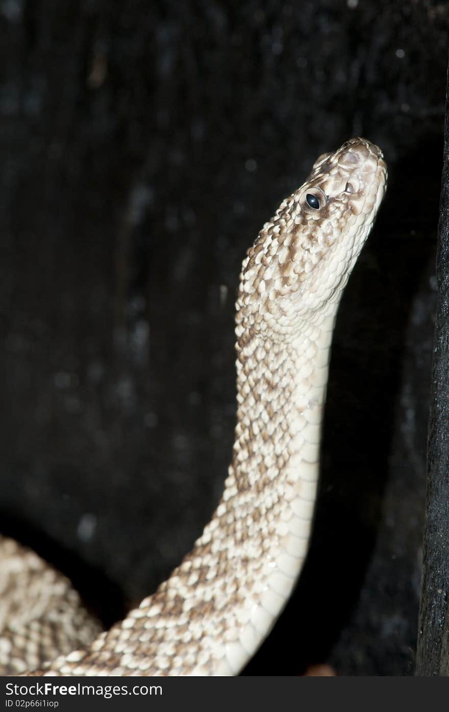 Uracoan Rattlesnake