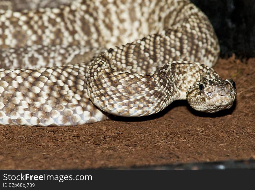 Uracoan Rattlesnake