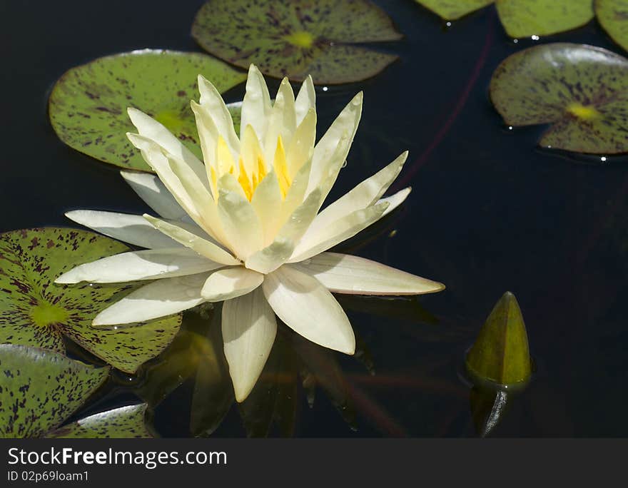 yellow water lily in a pond