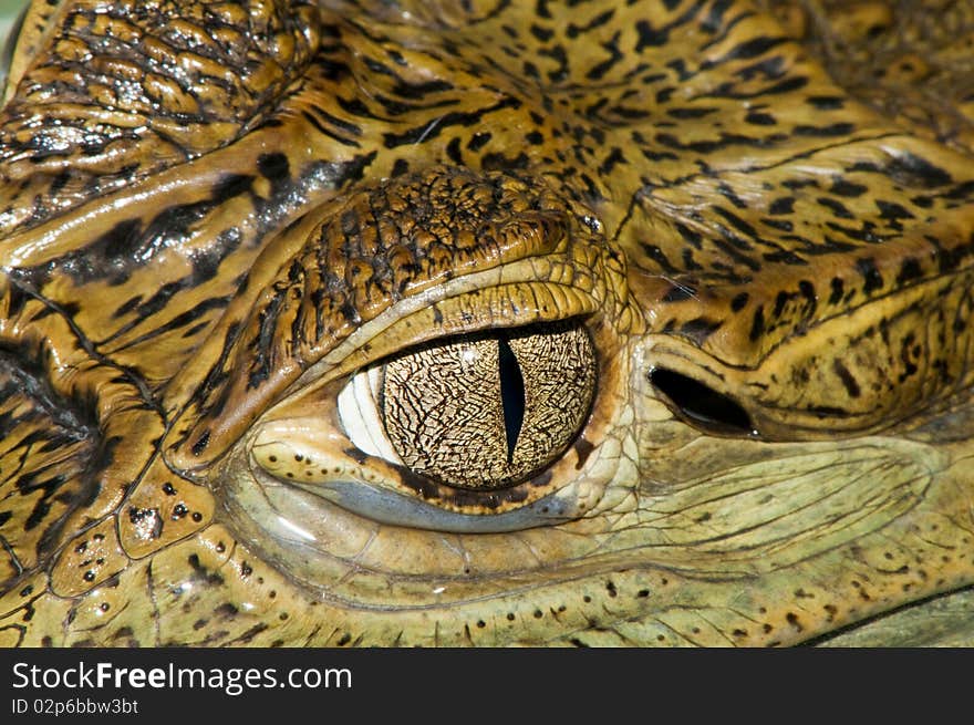 Crocodile Eye close up, detail