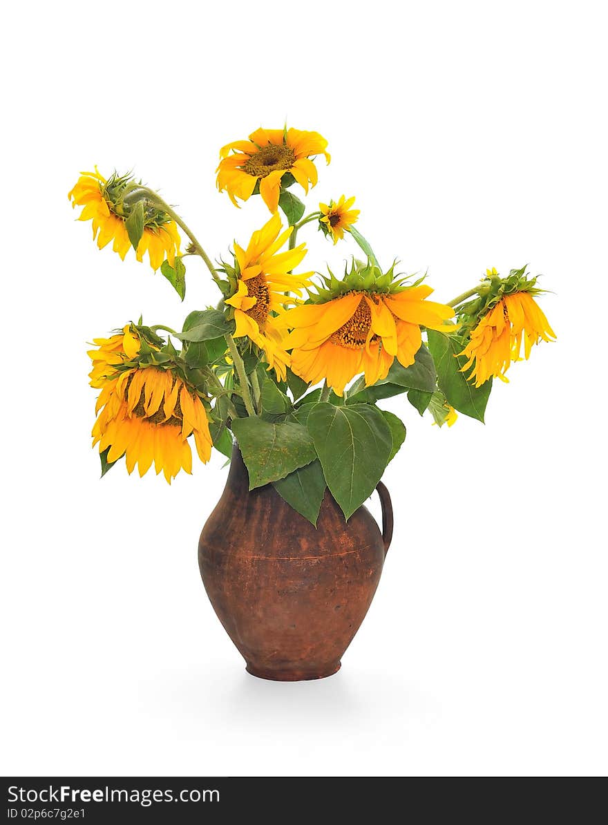 Withering sunflowers in a jug. Isolated over white background