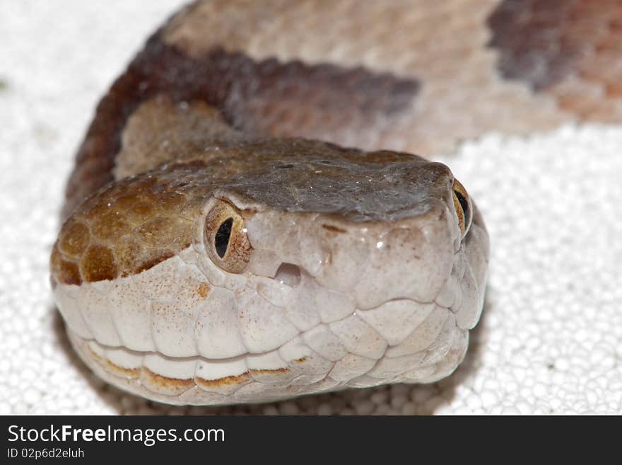 Moccasin Copperhead (Agkistrodon contortrix) portrait