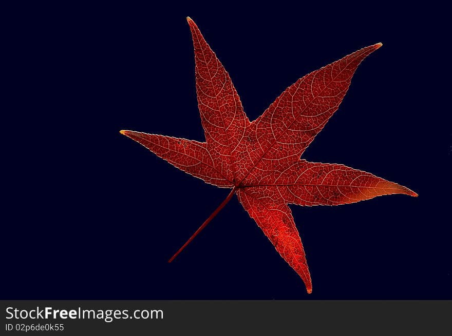 Autumn Leaf isolated on blue background