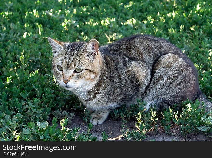 Grey cat on a grass