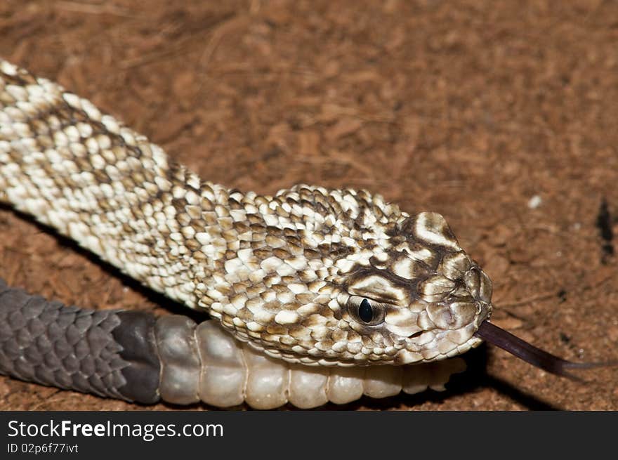 Uracoan Rattlesnake