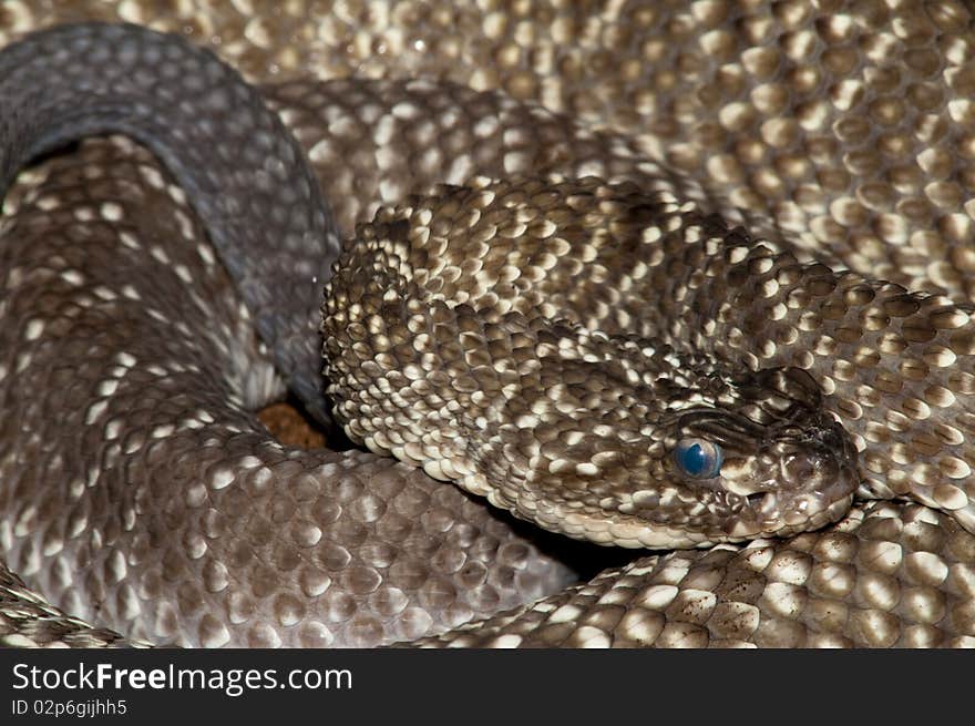 Uracoan Rattlesnake