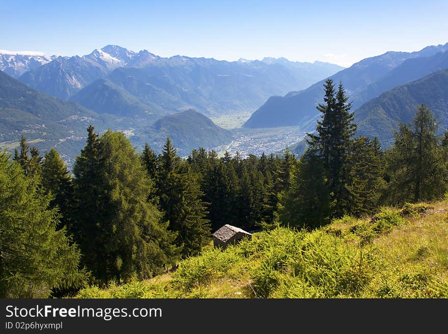 Trees in a meadow of mountain. Trees in a meadow of mountain