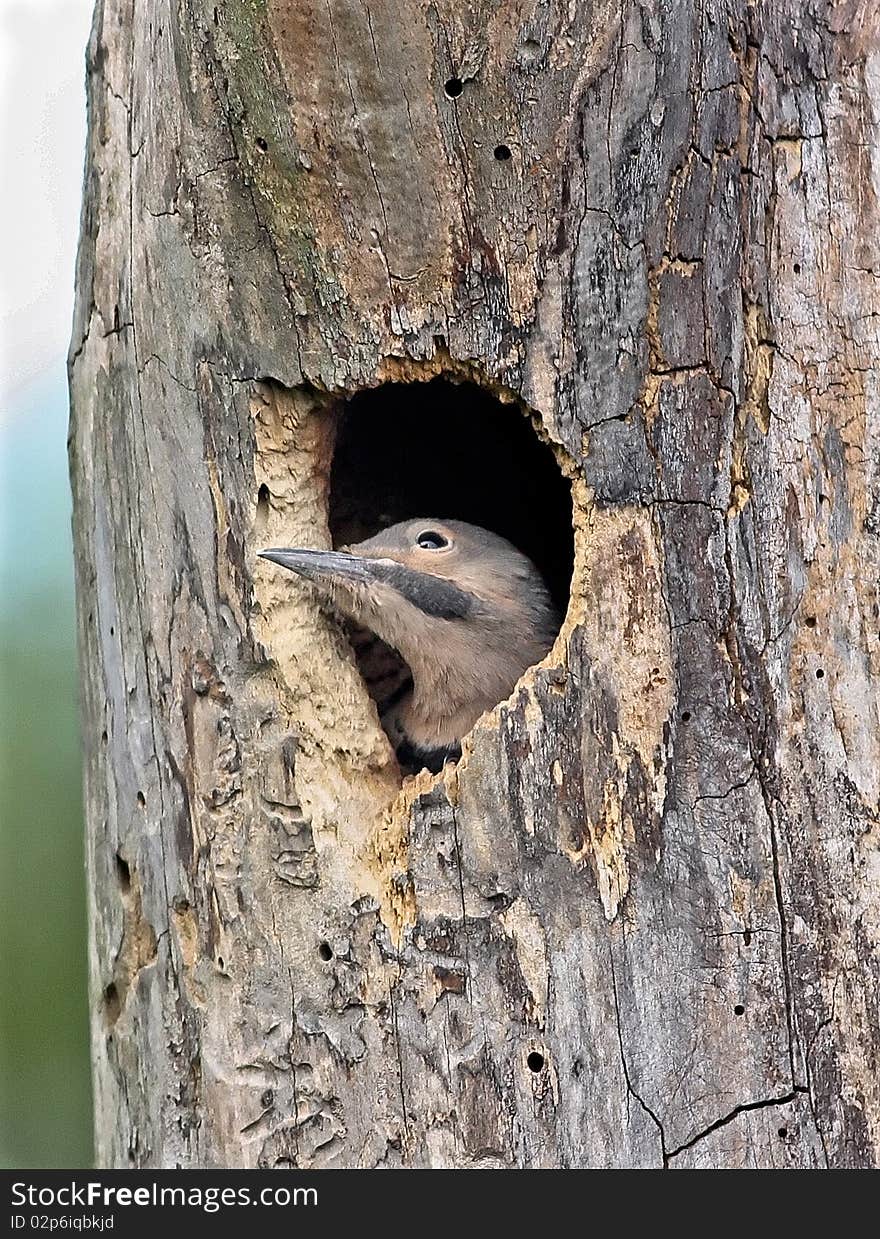 Northern Flicker nestling looking out from nest