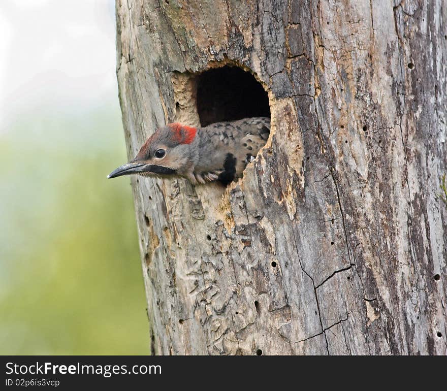 Northern Flicker nestling looking out to new world