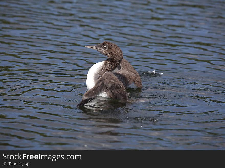 Common Loon Chick _MG_2762