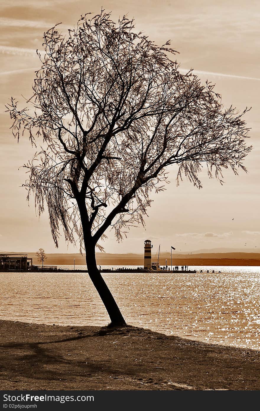 A tree by the lake