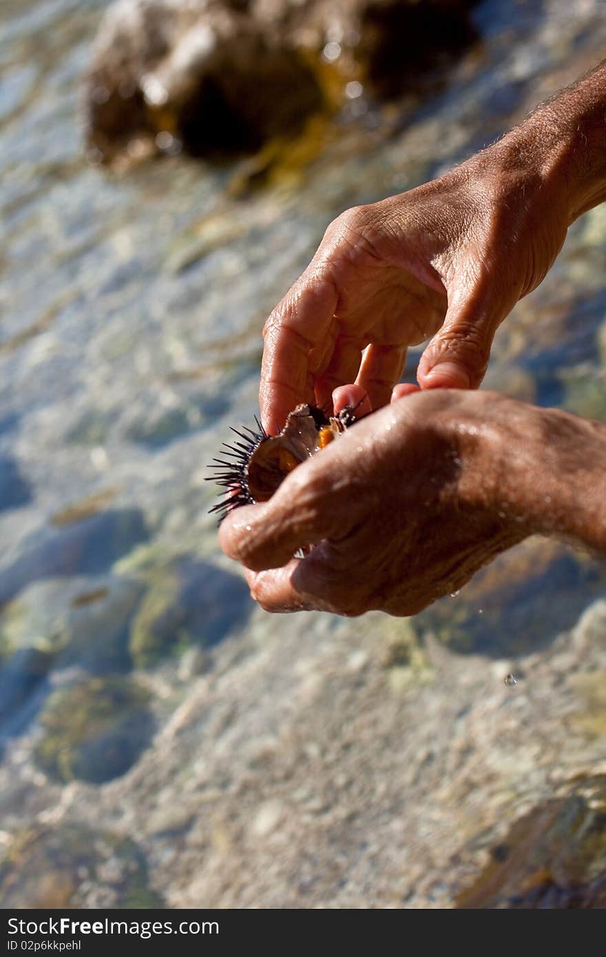 A freshly caught sea urchin