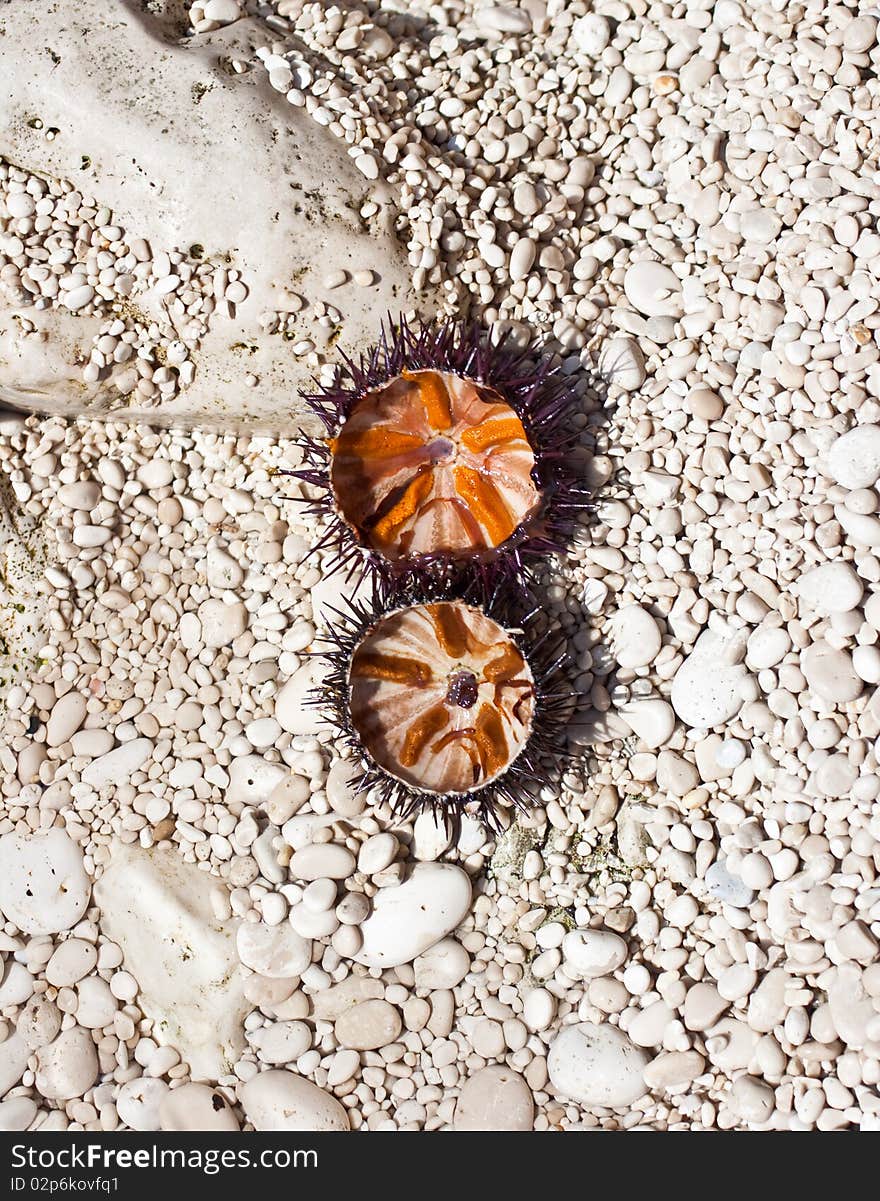 A freshly caught sea urchin