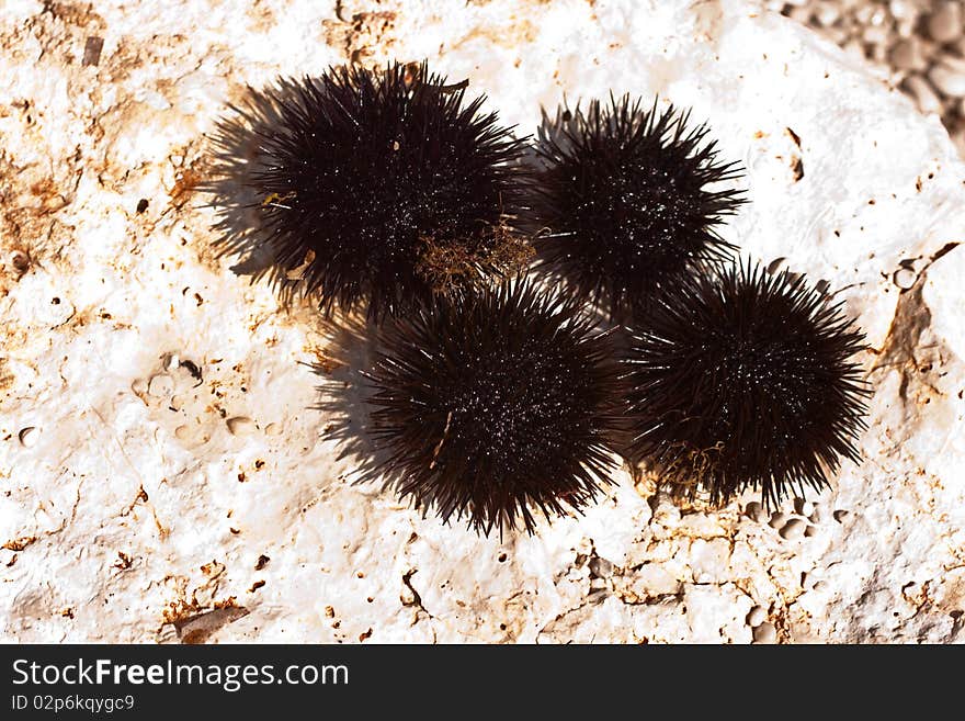 A lot of freshly caught sea urchins