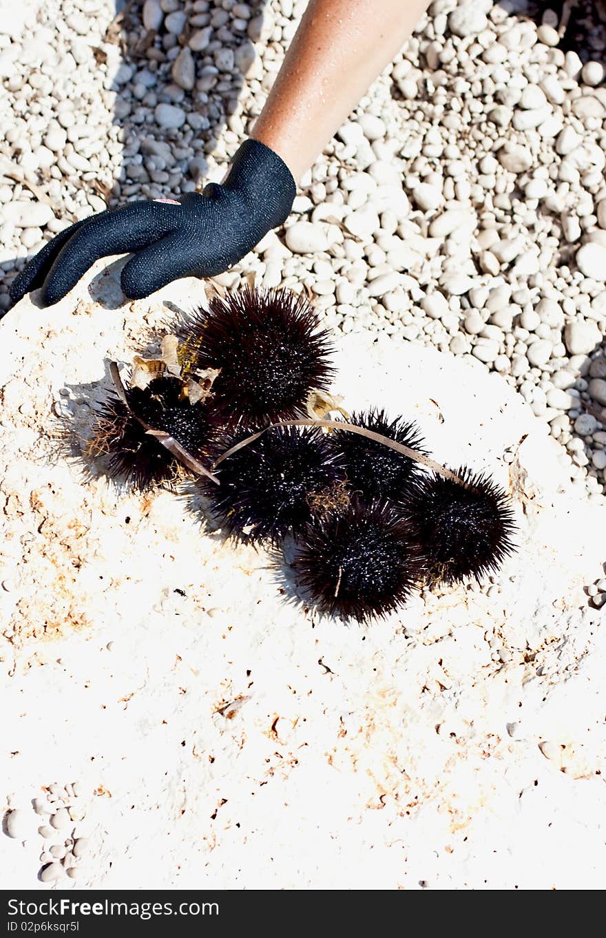 A lot of freshly caught sea urchins